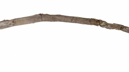 Kij do kopania odkryty w okolicy miejscowości Marathousa na Polopenezie. Fot. Facebook/Archi: Archaeological Sites & Historical Maps Index/Katerina Harvati, Dimitris Michailidis