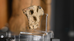 Tajemniczy przedmiot z Nienowic. Fot. Muzeum w Jarosławiu Kamienica Orsettich