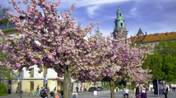 Plac Wielkiej Armii Napoleona pod Wawelem. Fot. PAP/Jerzy Ochoński