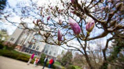 Kwitnące magnolie w Arboretum Instytutu Dendrologii Polskiej Akademii Nauk w Kórniku. Fot. PAP/Marek Zakrzewski