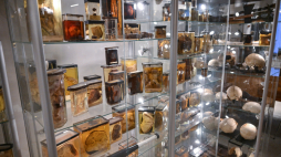 Niektóre eksponaty w Muzeum Medycyny Sądowej Uniwersytetu Medycznego we Wrocławiu. Fot. PAP/Maciej Kulczyński 
