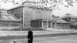 Palmiarnia w Poznaniu w 1948 r. Fot. CAF/PAP