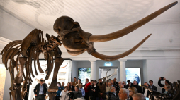 Otwarcie nowej wystawy stałej „Wielkie ssaki epoki lodowcowej” w Muzeum Ziemi PAN w Warszawie. Fot. PAP/Radek Pietruszka