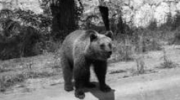 Niedźwiedź brunatny w Miejskim Ogrodzie Zoologicznym we Wrocławiu (1948). Fot. PAP/CAF