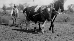 Orka wiosenna w okolicach Łowicza. Kwiecień 1946 r. Fot. PAP/CAF/J. Baranowski