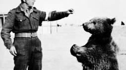 Niedźwiedź Wojtek z żołnierzem II Korpusu Polskiego gen. Andersa. Źródło: Wikimedia Commons/Imperial War Museum 