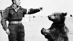 Niedźwiedź Wojtek z żołnierzem II Korpusu Polskiego gen. Andersa. Fot. Imperial War Museum. Źródło: Wikimedia Commons
