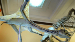 Model Ozimka Volans zaprezentowany na konferencji prasowej poświęconej odkryciu polskich paleontologów. Fot. PAP/J. Turczyk