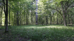 Puszcza Białowieska. Fot. PAP/A. Reszko