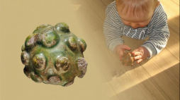 Znaleziona w Sandomierzu grzechotka podarowana do zbiorów muzeum przez ks. A. Wyrzykowskiego w 1929 r. Źródło: Muzeum Archeologiczne w Krakowie