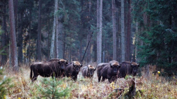 Białowieski Park Narodowy. Fot. PAP/M. Musiał 