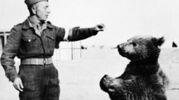 Niedźwiedź Wojtek i polski żołnierz. Zbiory Imperial War Museum. Fot. Wikimedia Commons