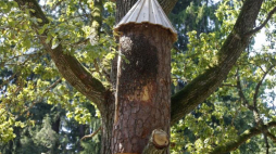 Leśnicy chcą przywrócić tradycje bartnicze. Fot. PAP/A. Reszko