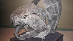Dunkleosteus. Źródło: Wikimedia Commons