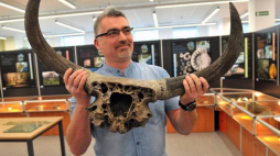 Kierownik Muzeum Geologicznego USz Robert Woziński z fragmentem czerepu tura z rogami, znalezionego przez Pana Zdzisława Podolaka w Pilchowie. Fot. PAP/M. Bielecki