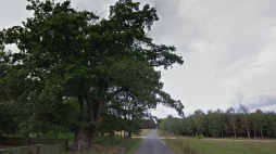 Dąb Bartek w Kotwasicach. Źródło: Google Maps - Street View