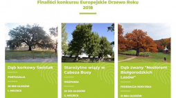 Plebiscyt na Europejskie Drzewo Roku 2018. Źródło: www.treeoftheyear.org