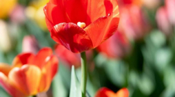 Tulipany. Fot. PAP/G. Michałowski