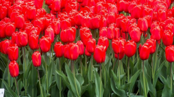 Tulipany. Fot. PAP/G. Michałowski