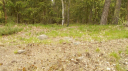 Na trawie widoczne są duże głazy, które tworzyły kamienną obstawę grobowca. Fot. B. Przybyła