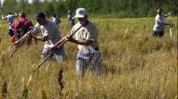 Biebrzańskie Sianokosy. 2004 r. Fot. PAP/L. Stankiewicz