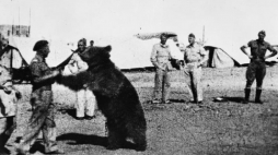 Niedźwiedź Wojtek z żołnierzami armii Andersa. Źródło: Wikimedia Commons
