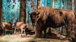 Białowieża, 01.06.2013. Park Pałacowy, Muzeum Przyrodniczo-Leśne Białowieskiego Parku Narodowego. Nz. ekspozycja. Fot. PAP/W. Pacewicz