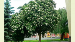 Czarny Bez w Rzeszowie. Fot. Klub Gaja/Halina Sikora