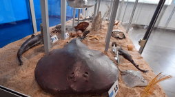 Muzeum Ichtiologiczne w Szczecinie. Fot. PAP/M. Bielecki
