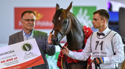 Ogier Ferrum podczas 42. Narodowego Pokazu Koni Arabskich Czystej Krwi w Janowie Podlaskim. Fot. PAP/W. Jargiło