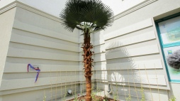 Zaułek botaniczny Mikołaja Kopernika przy Starostwie Powiatu Olsztyńskiego. Fot. PAP/T. Waszczuk