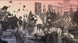 Wystawa „Zwierzęta w Warszawie. Tropem relacji”. Źródło: Muzeum Warszawy