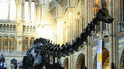 Wnętrze Muzeum Historii Naturalnej w Londynie. Źródło: Wikimedia Commons