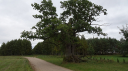 Dąb Dunin. Źródło: Wikimedia Commons