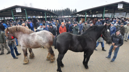 Tradycyjny Skaryszewski Jarmark Koński "Wstępy". 2018 r. Fot. PAP/B. Zborowski