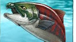 Oncorhynchus rastrosus - prehistoryczny łosoś, który żył w północnym Pacyfiku, fot: Wikipedia