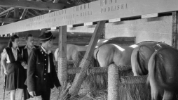 Nz. stajnia Państwowych Zakładów Chowu Koni w Janowie Podlaskim, Wystawa Ziem Odzyskanych 1948 r. PAP