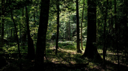 Puszcza Białowieska. Fot. PAP/M. Zieliński