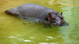 Hipopotamica Pelagia ogrodzie zoologiczny w Warszawie. PAP/Grzegorz Jakubowski