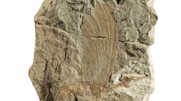 Źródło: https://www.naturkundemuseum-bw.de/