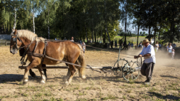 Na skansenowych polach bedzie można zobaczyć m.in. kopanie ziemniaków za pomocą motyk i kopaczek konnych. Fot. mwmskansen.pl/Dariusz Krześniak