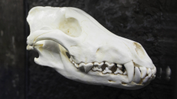 Czaszka wilka, tot. PAP/Aleksander Koźmiński