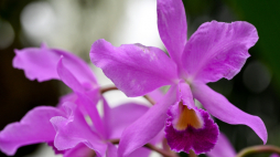 W storczykarni Muzeum-Zamku w Łańcucie zakwitły ulubione orchidee Potockich - Cattleye