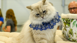 PAP/Wojciech Szubartowski