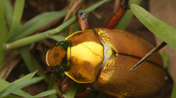 Anoplognathus viridiaeneus, powszechnie znany jako chrząszcz bożonarodzeniowy, to chrząszcz z rodziny posokowatych pochodzący z wschodniej Australii. Fot. (c) Nigel Main, some rights reserved (CC BY), CC BY 4.0 <https://creativecommons.org/licenses/by/4.0>, via Wikimedia Commons