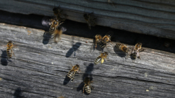 Fot. PAP/Artur Reszko