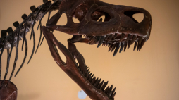 Wystawa pt. "Smok wawelski i jego ofiara Lisowicja bojani" w Muzeum Ewolucji Instytutu Paleobiologii PAN w Warszawie, 2022 r. PAP/Andrzej Lange 