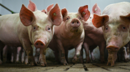 Świnie współczesne. Fot. PAP/DPA/Lars Klemmer