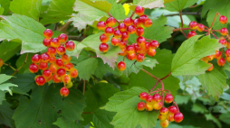  Jagody kaliny koralowej były elementem diety w Europie już 7 tys. lat temu. Fot. domena publiczna/Lestath