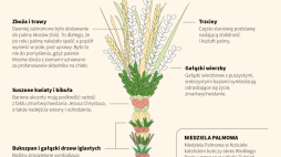 Tradycyjna Palma Wielkanocna. Infografika PAP/Maria Samczuk, Adam Ziemienowicz, Mateusz Krymski